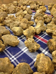 Truffles everywhere