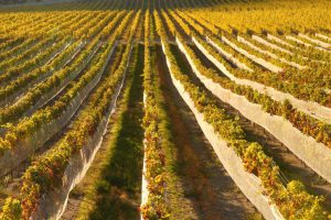 vines at Burrowing Owl
