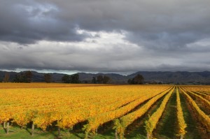 marlborough-wine-region