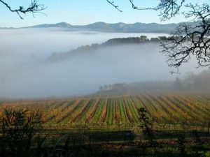Benziger in the fog