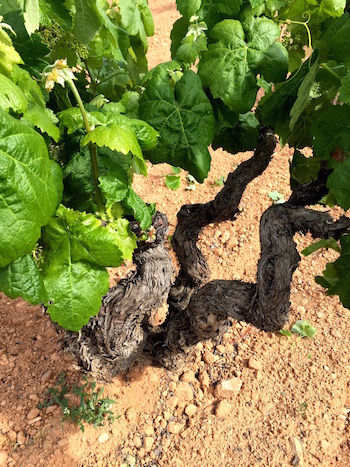 Old Spanish vines