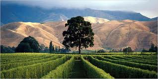 NZ Vineyard